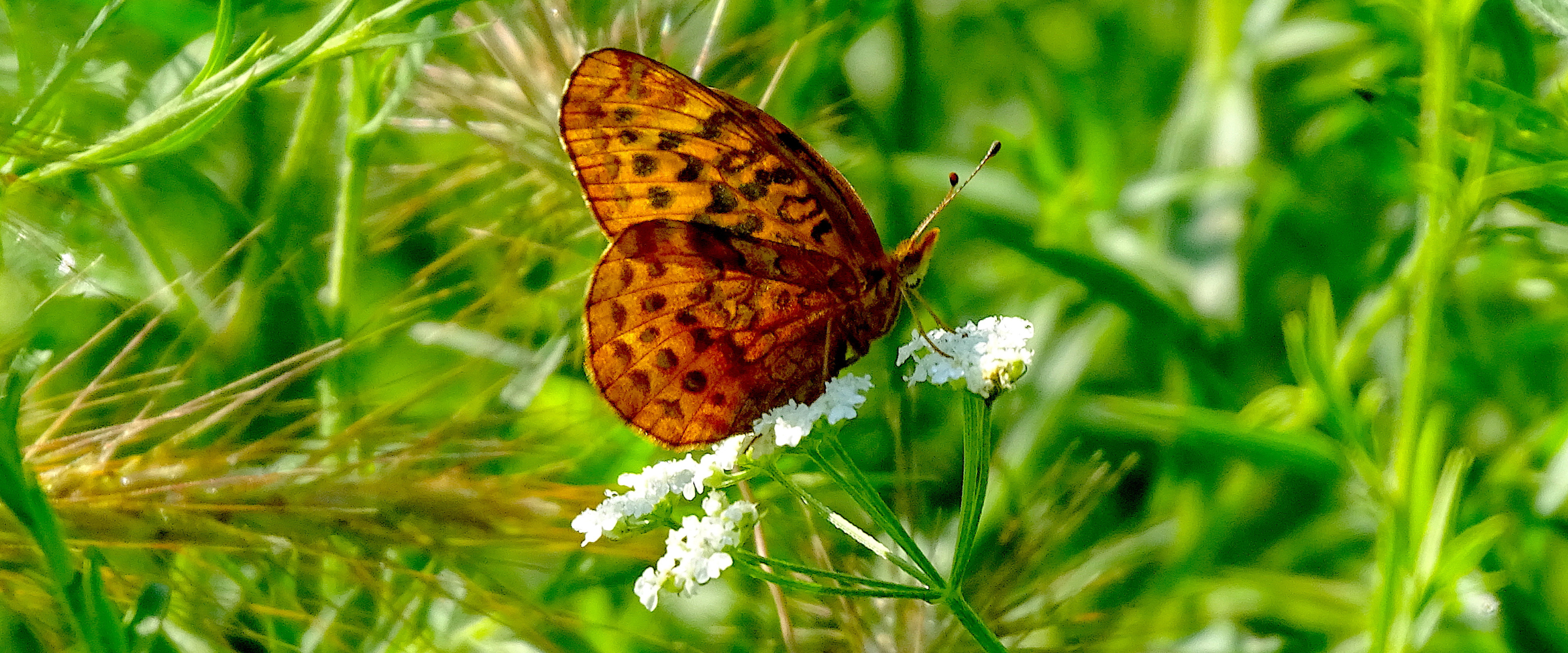 Butterfly in field